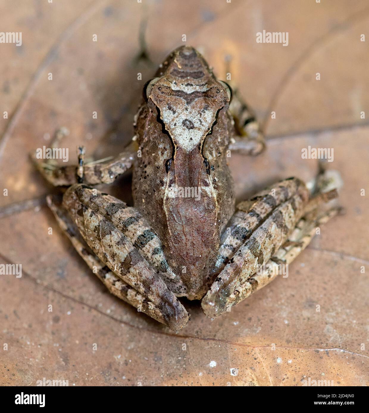 Beige bridge frog (Gephyromantis luteus) from Andasibe, eastern Madagascar. Stock Photo