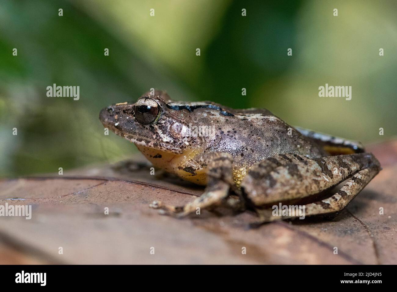 Beige bridge frog (Gephyromantis luteus) from Andasibe, eastern Madagascar. Stock Photo