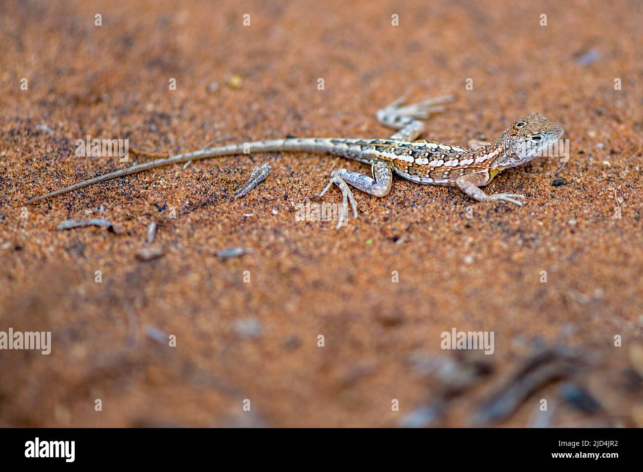 Lizard parietal eye hi-res stock photography and images - Alamy