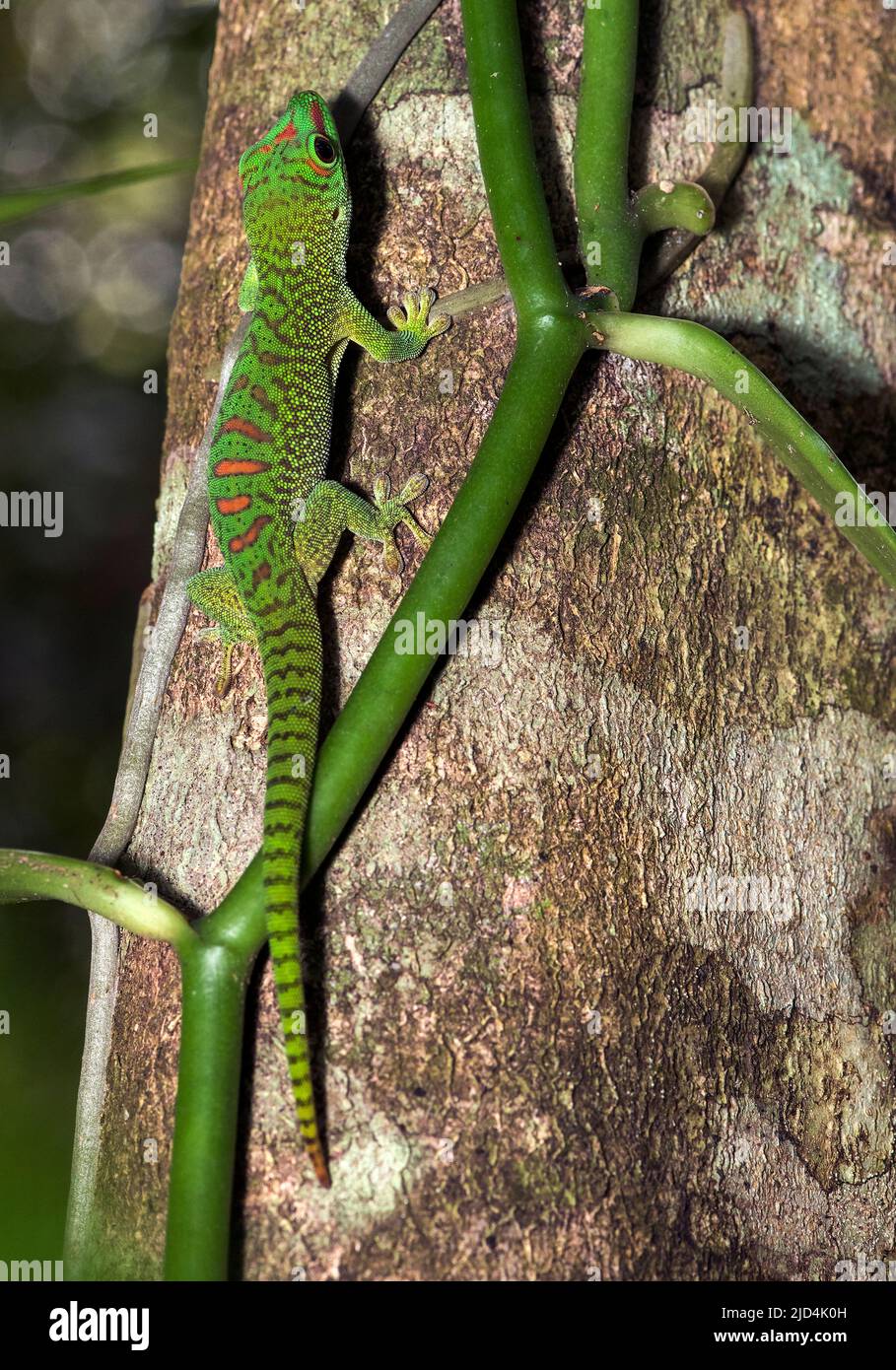 Unidentified day gecko species (Phelsuma sp.) from Palmarium, eastern ...