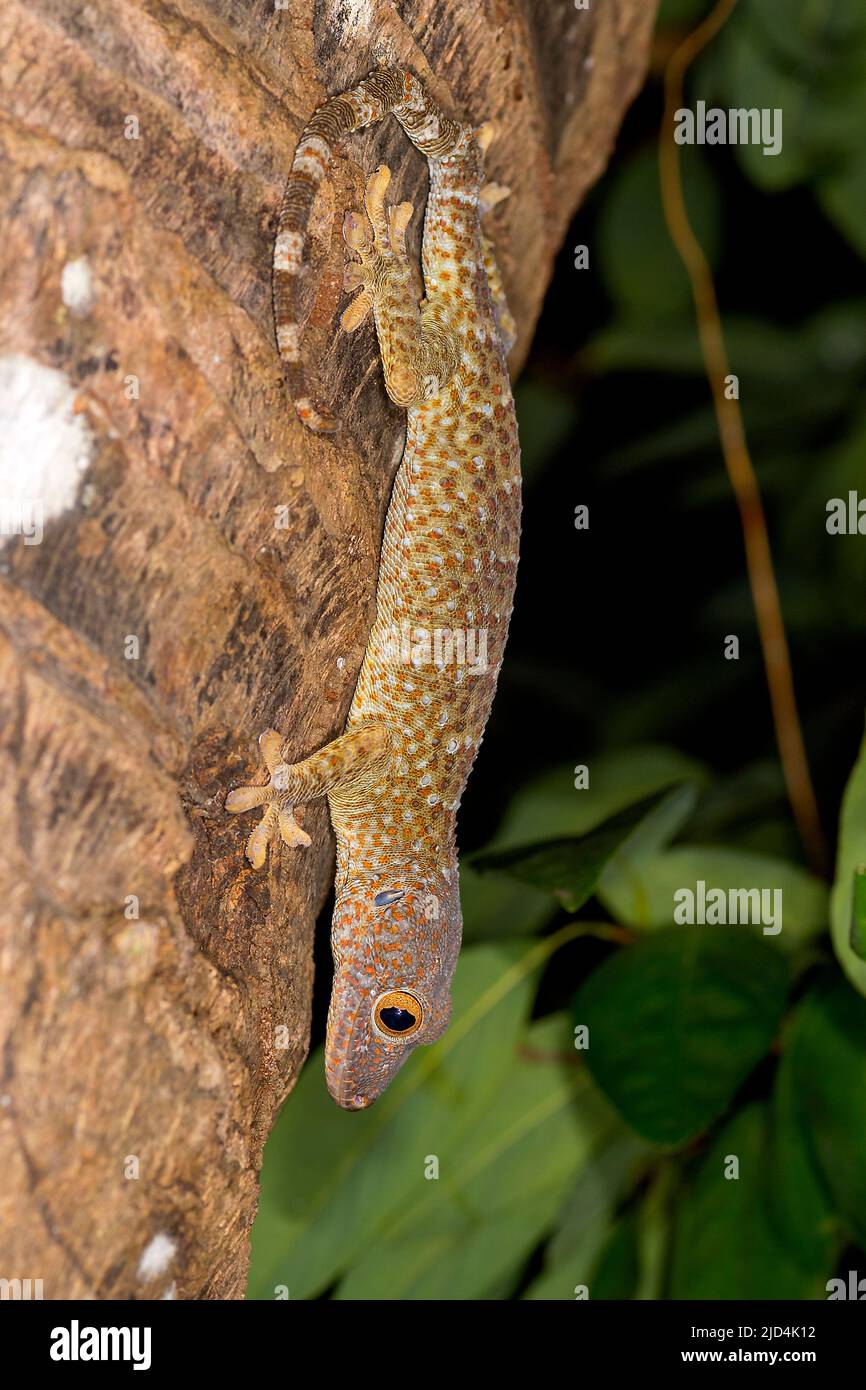 Tokay gecko (Gekko gecko) from Komodo Island, Indonesia. Stock Photo