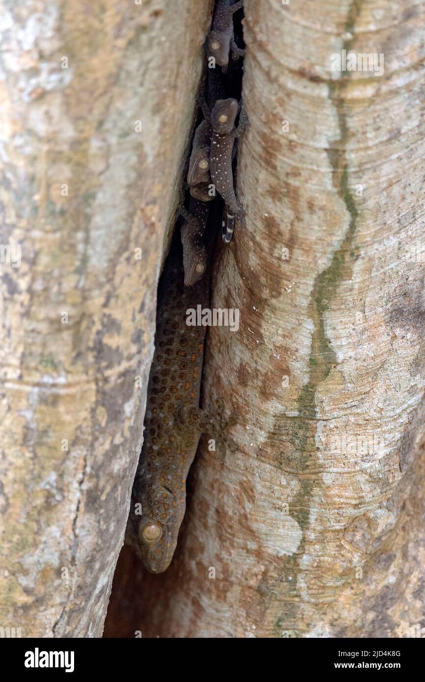 Tokay gecko (Gekko gecko) with off-springs i a hollow tree trunk in Kaziranga National Park, Assam, north-east India. Stock Photo