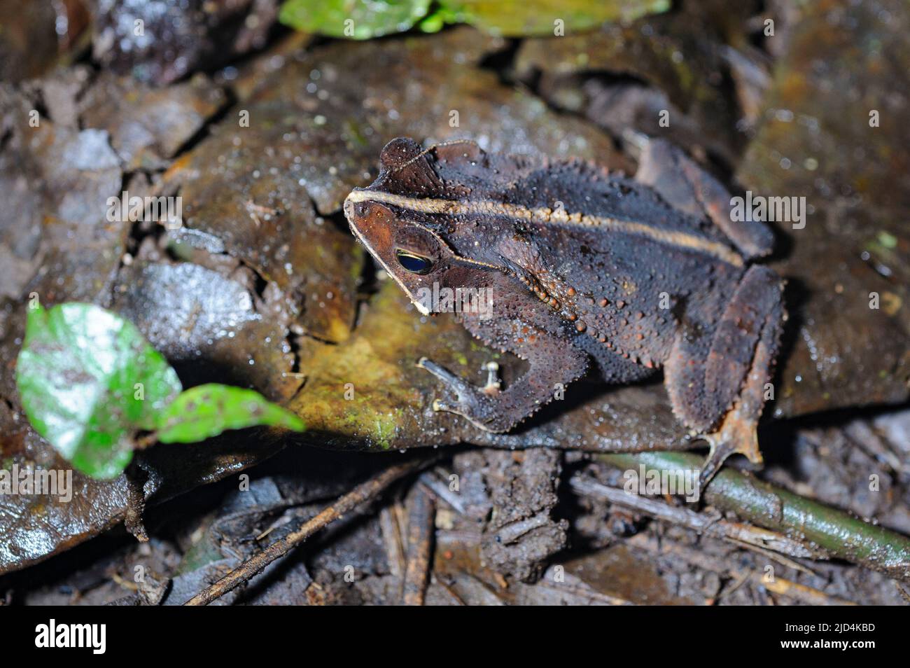 Toad from the rainforest floor at LaSelva, Ecuador, probably belonging to the genus Rhinella. Stock Photo