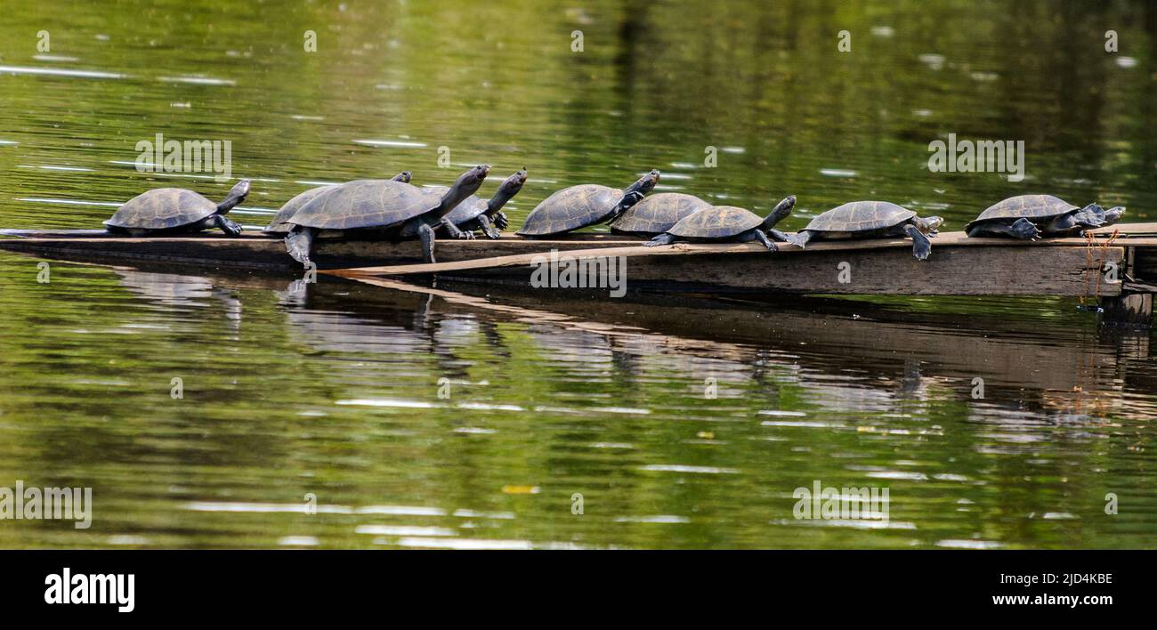 Yellow-spotted river turtles (Podocnemis unifilis) From Lake Garzacocha, Ecuador. Stock Photo