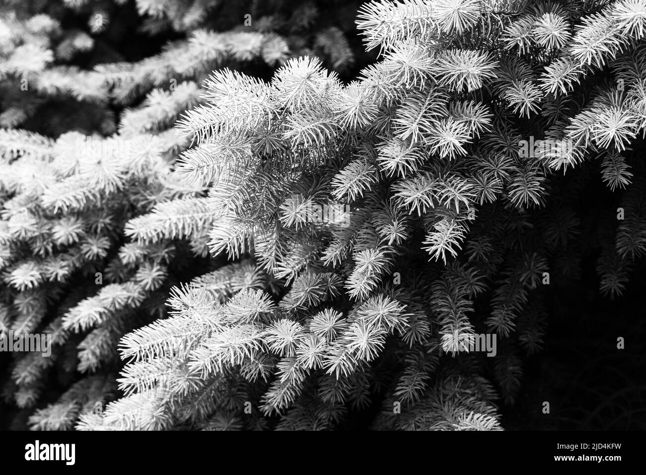 Silver pine tree, silver spruce pine, fir tree brunches closeup photo Stock Photo