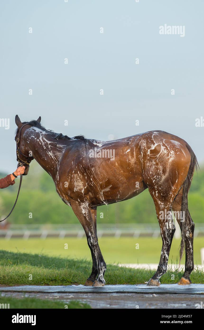 thoroughbred horse being bathed with shampoo and washed at Keeneland horse race track in Kentucky U.S.A. shampoo lather vertical format room for type Stock Photo