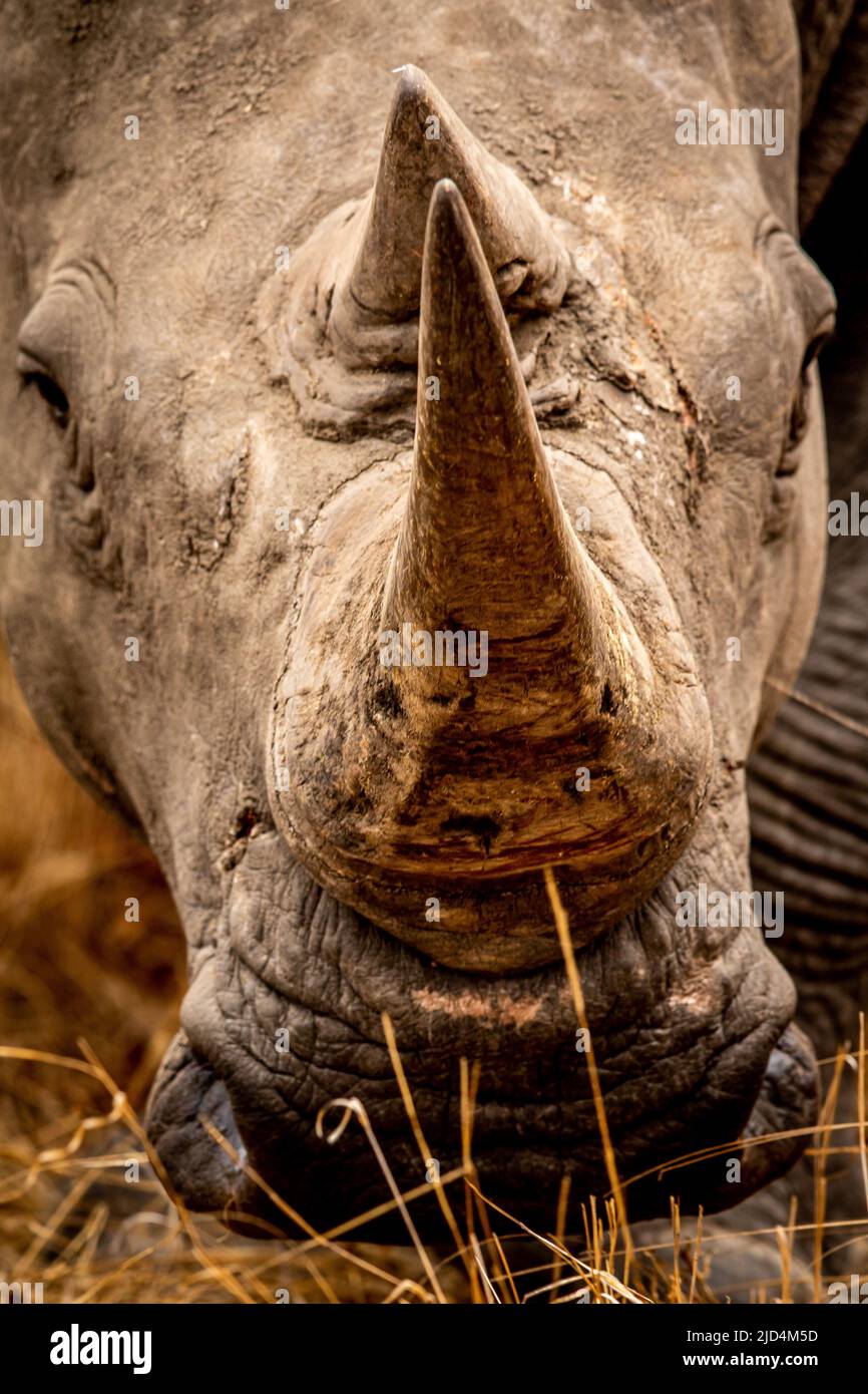 Close up of the horn of a White rhino, South Africa Stock Photo Alamy