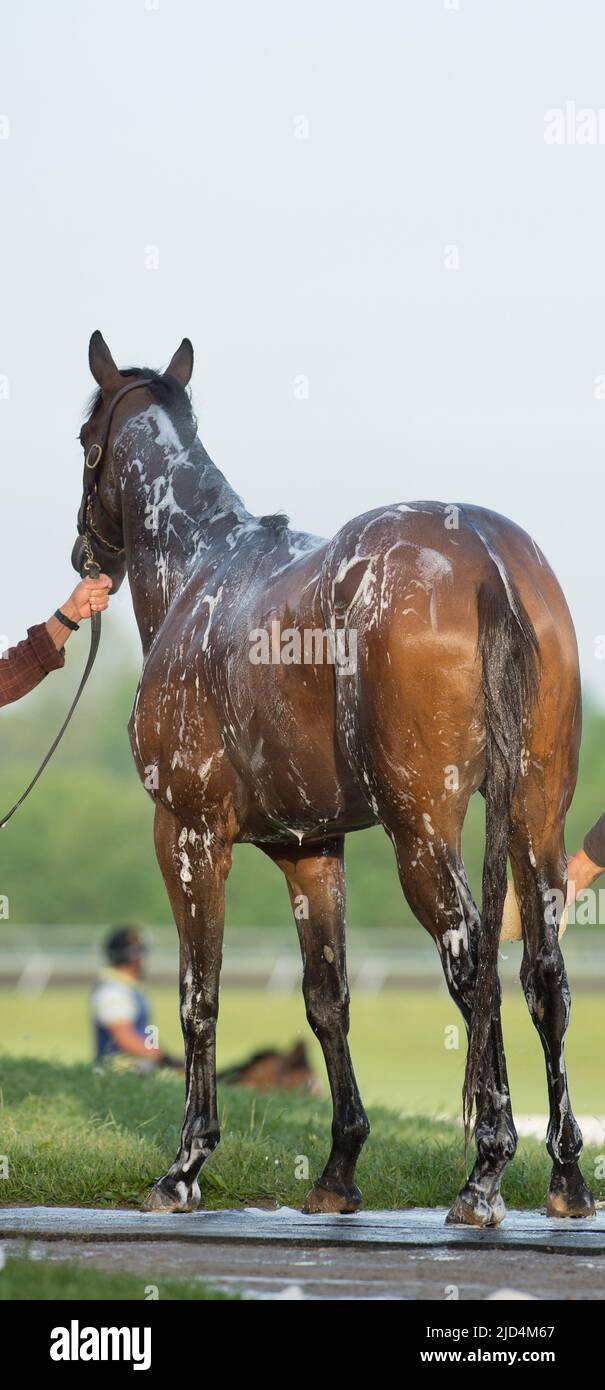 thoroughbred horse being bathed with shampoo and washed at Keeneland horse race track in Kentucky U.S.A. shampoo lather vertical format room for type Stock Photo