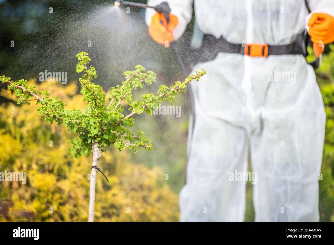 Professional Gardener in Special Protective Clothing Spraying Pesticides on Plants in the Backyard Garden. Garden Care and Maintenance Theme. Stock Photo