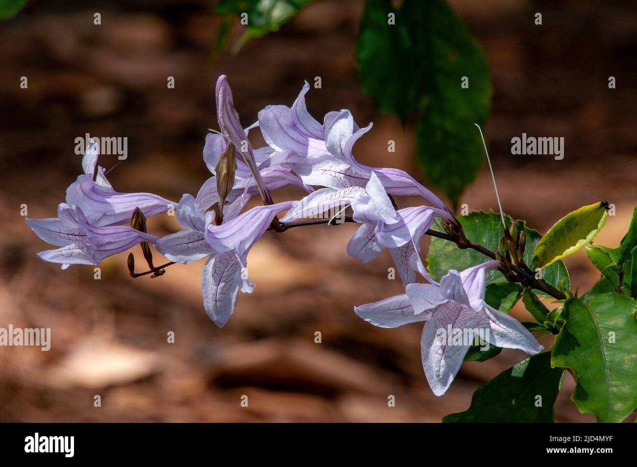 Sydney Australia, stem of mackaya bella or forest bell bush flowers in