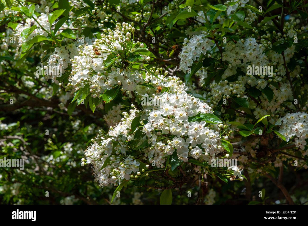 Sydney Australia, white flowers of a crataegus X lavallei or lavalle hawthorn in sunshine Stock Photo