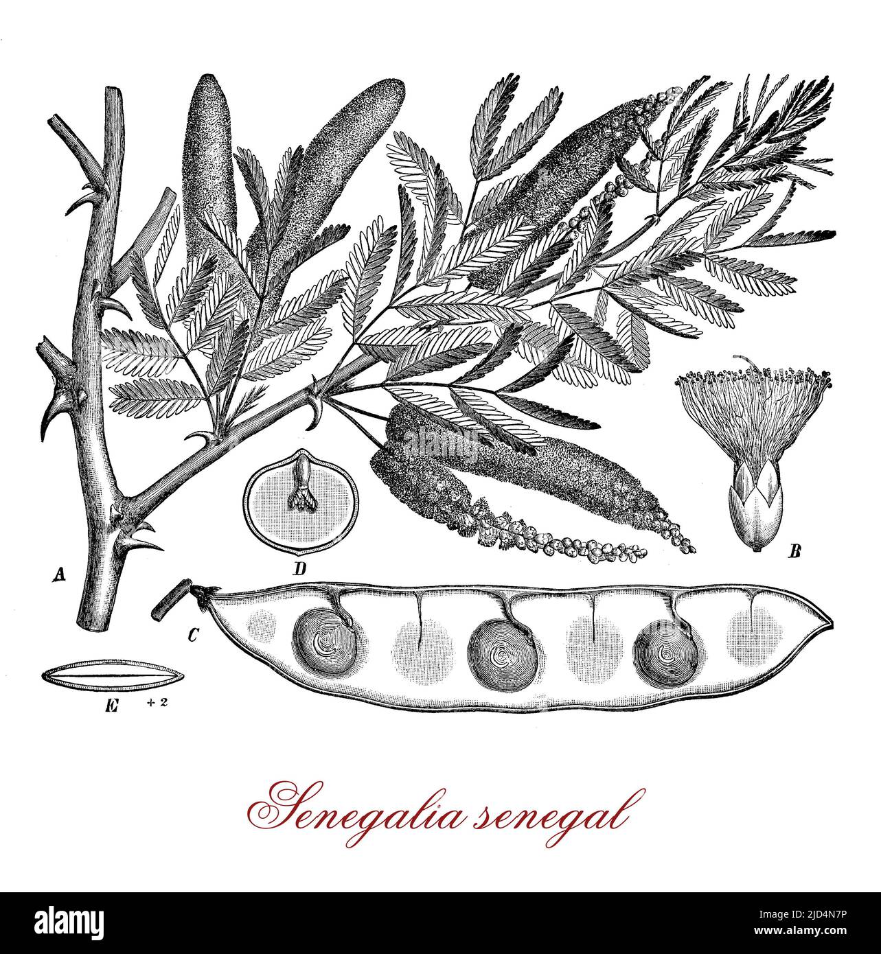 Vintage engraving of acacia senegal or gum acacia (senegalia senegal), source of the best quality gum arabic or hashab gum. Used as food additive and in cosmetics. Stock Photo