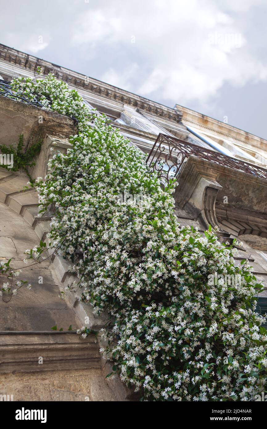 Blooming jasmine on a stone facade in Bordeaux in France Stock Photo