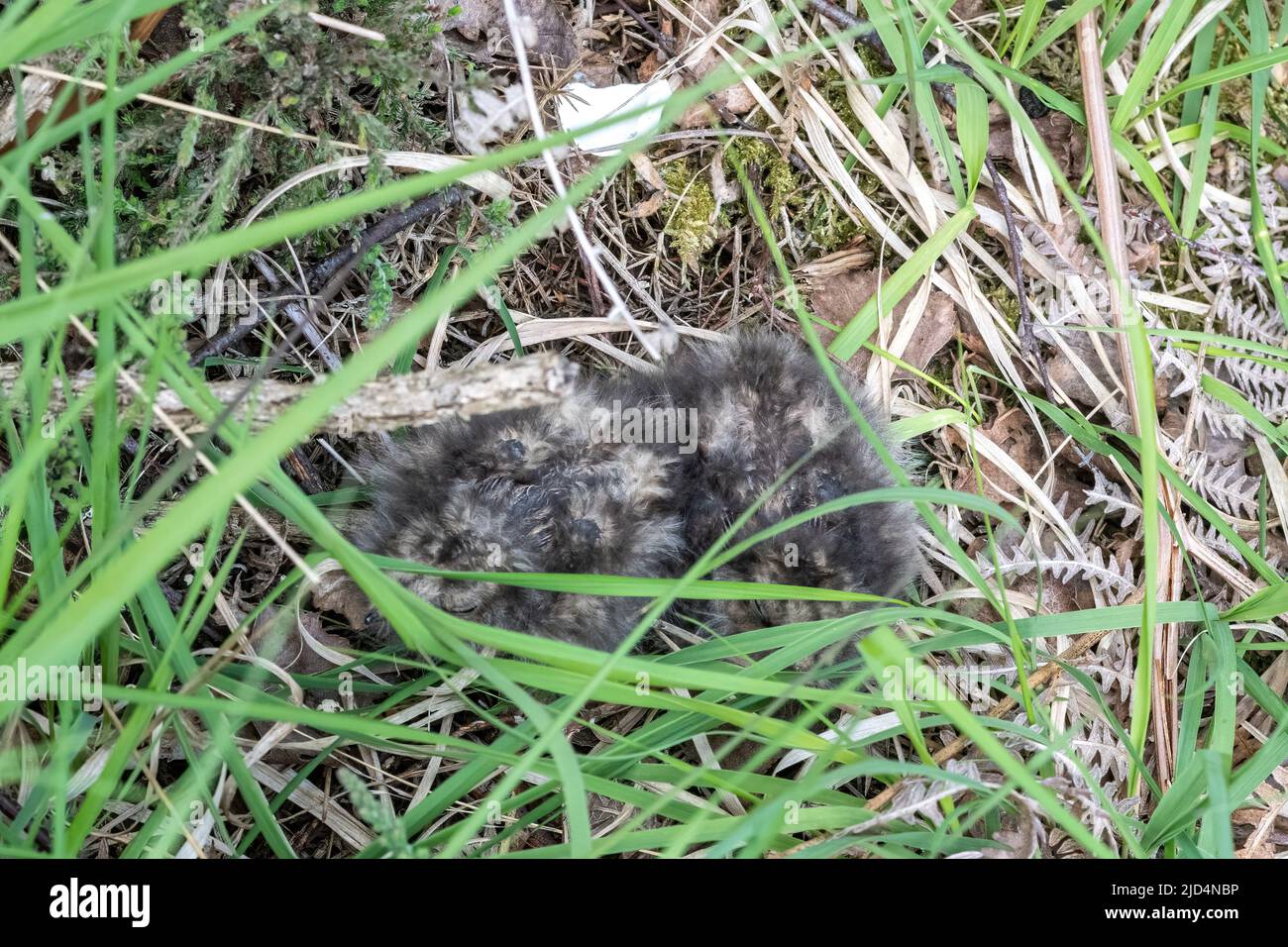 Ground nesting bird hi-res stock photography and images - Alamy