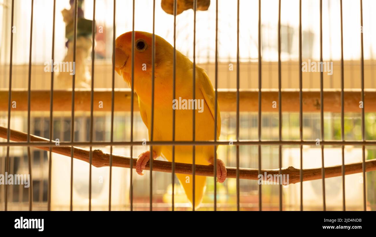 bird in a cage Stock Photo