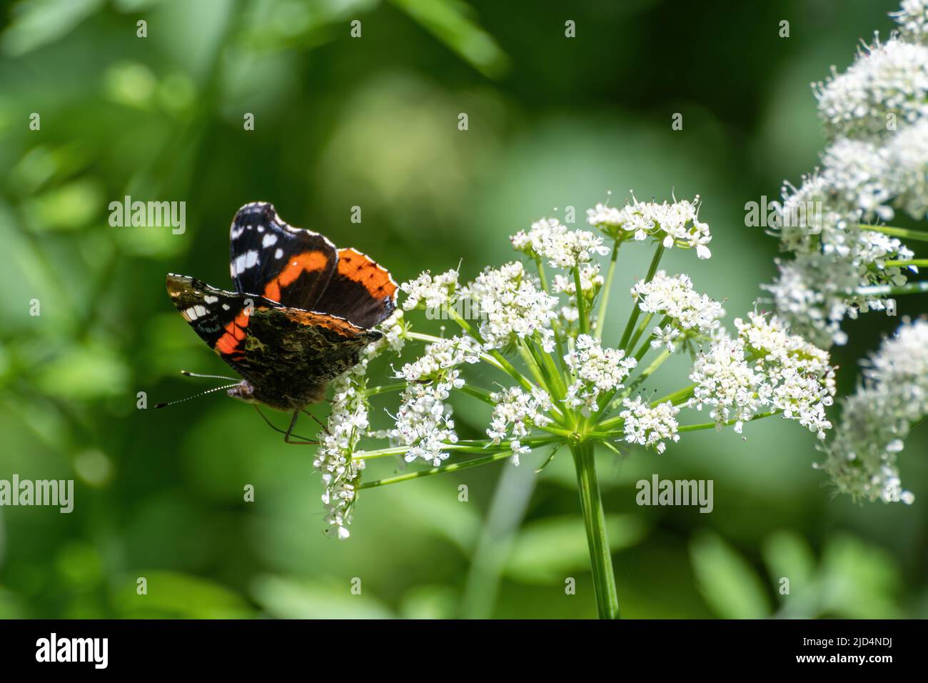 Red admiral butterfly, Vanessa atalanta, nectaring on cow parsley flowers during June, England, UK Stock Photo