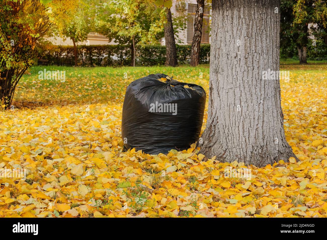 Lots of black trash bags with autumn leaves in them around a tree Stock  Photo - Alamy