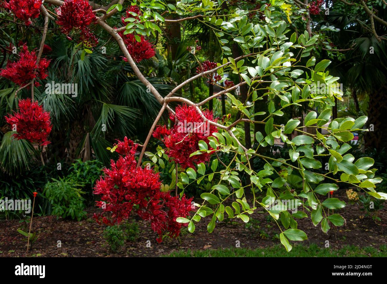 Sydney Australia, red flowering schotia brachypetala or weeping boerboon tree which is native to southern africa Stock Photo