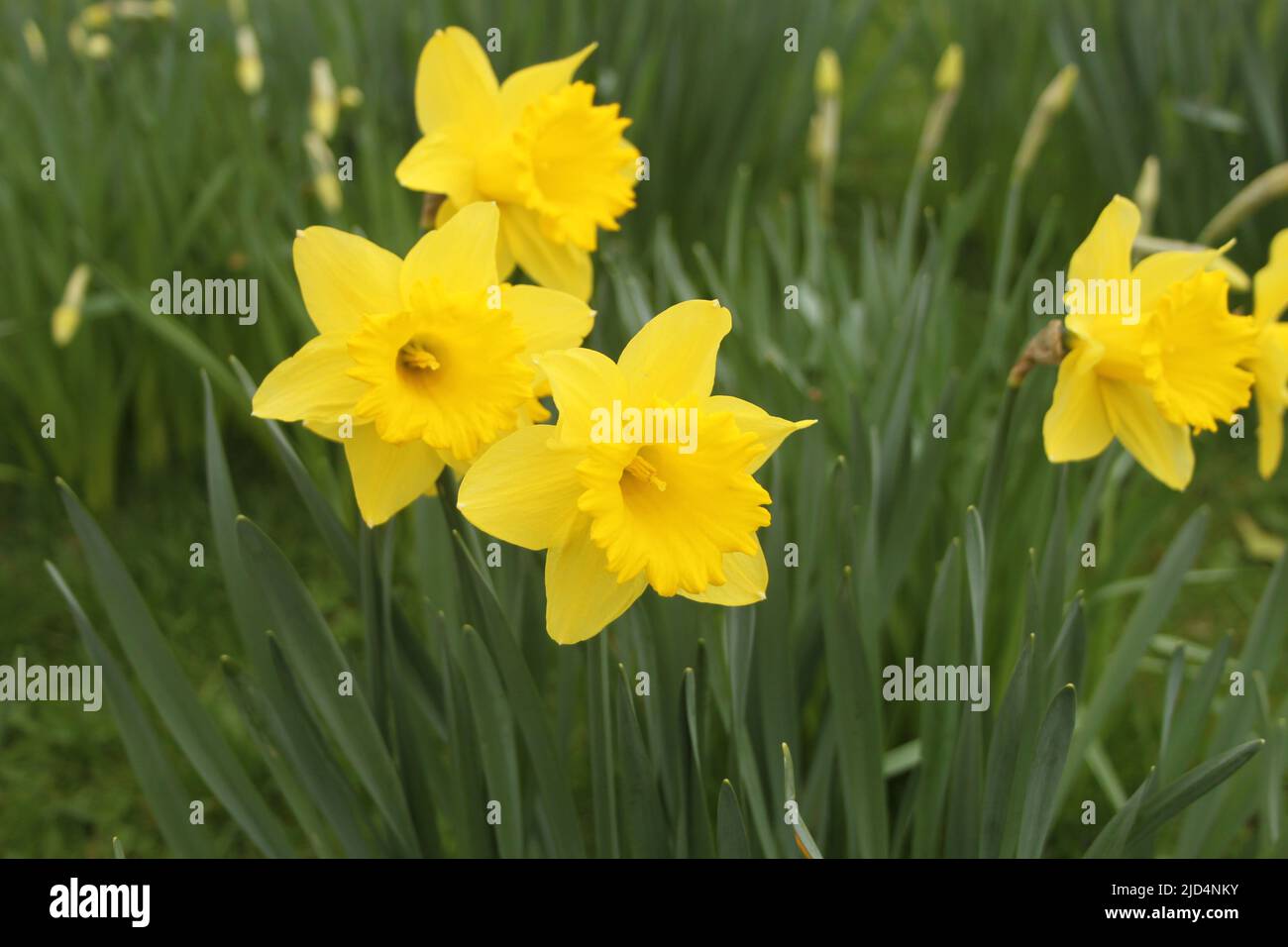 Sunny Daffodils. A sign of Spring Stock Photo Alamy