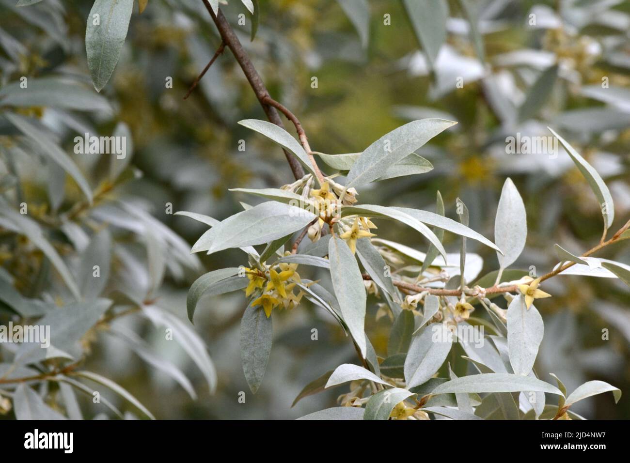 Elaeagnus Quicksilver silvery ovate leaves small creamy yellow flowers in spring Stock Photo