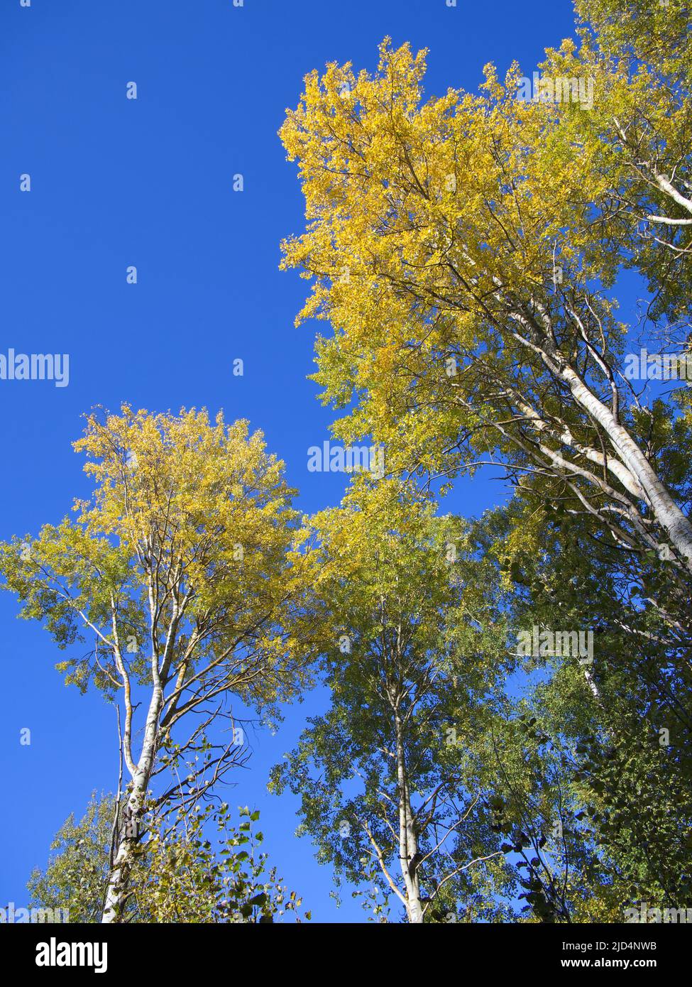 aspen trees durning the autumn season when the leaves change colour from green t bright vibrant orange and yellow as the season comes to an end on a b Stock Photo