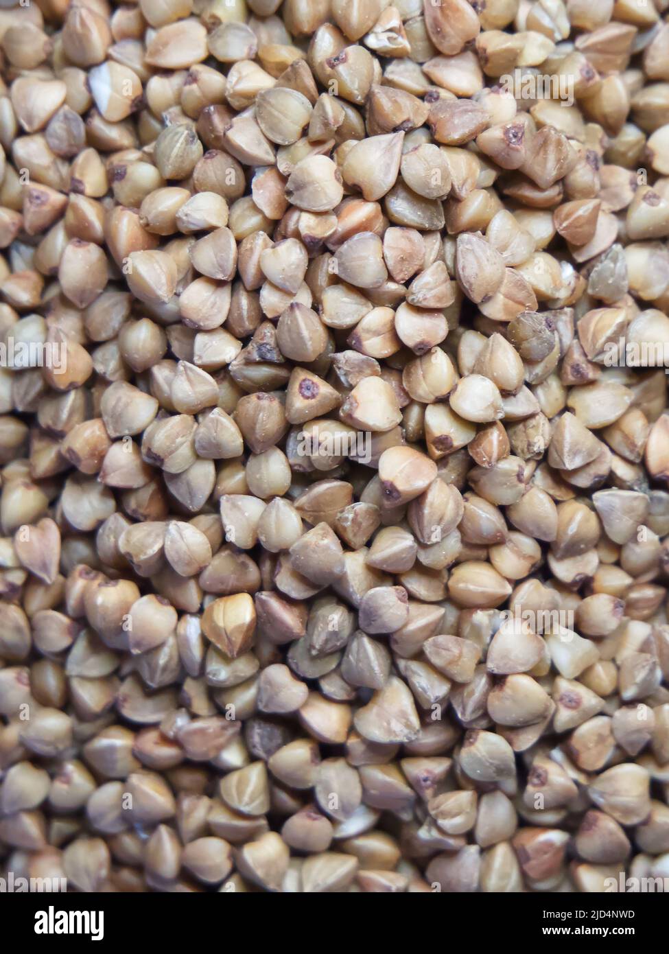 Organic buckwheat groats macro background. Roasted dry buckwheat grains