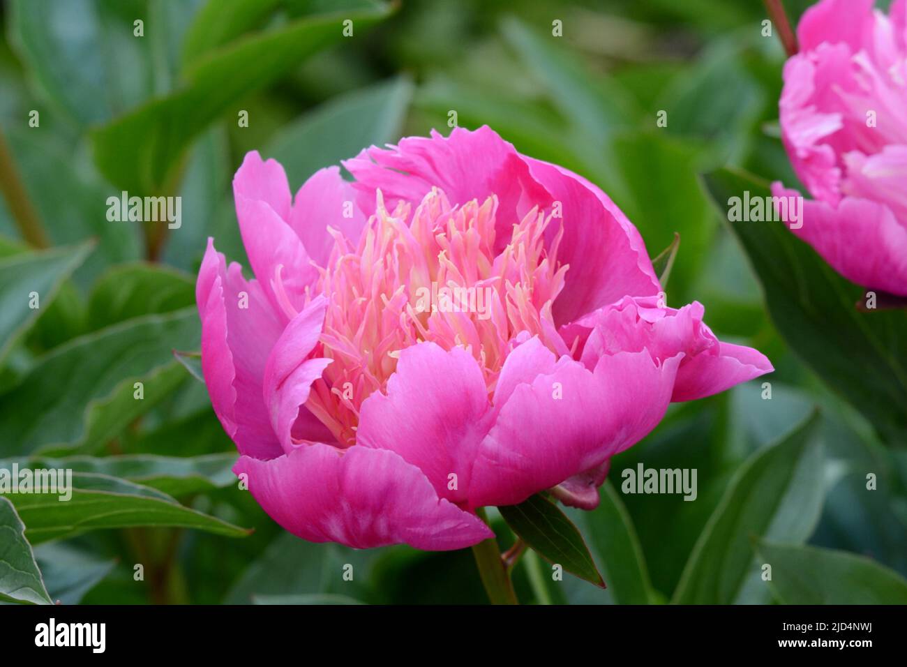Paeonia lactiflora La Belle Helene Peony large showy bowl shaped pink bloom flower Stock Photo