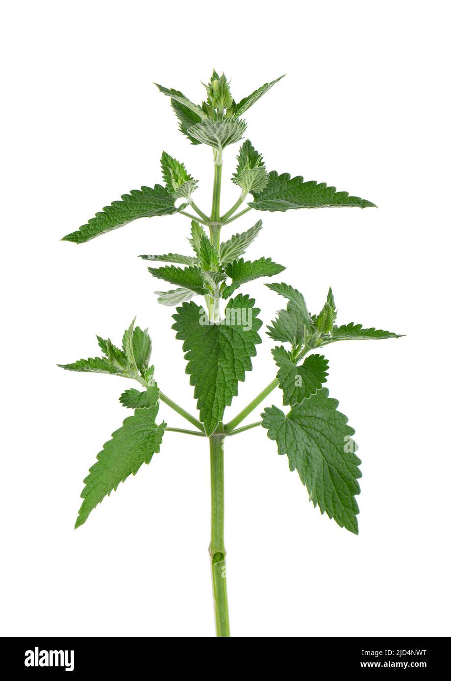 Lemon balm branch isolated on white background. Melissa plant. Fresh green leaf mint. Clipping path Stock Photo