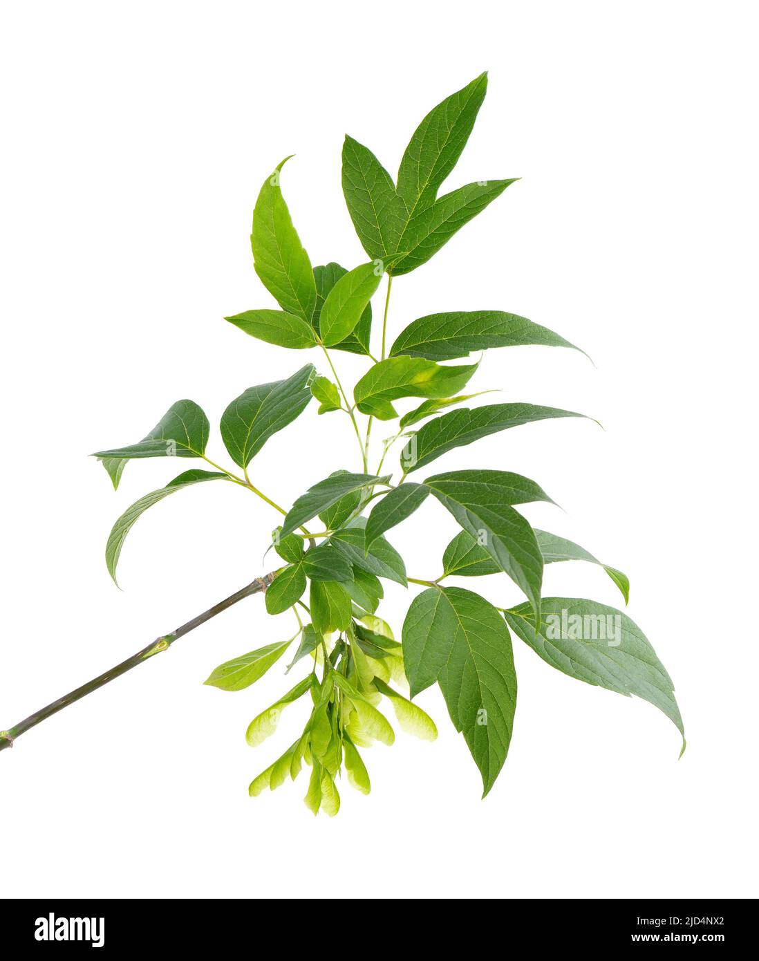 Ashleaf maple branch isolated on white background. Maple Acer negundo leaves and seeds Stock Photo