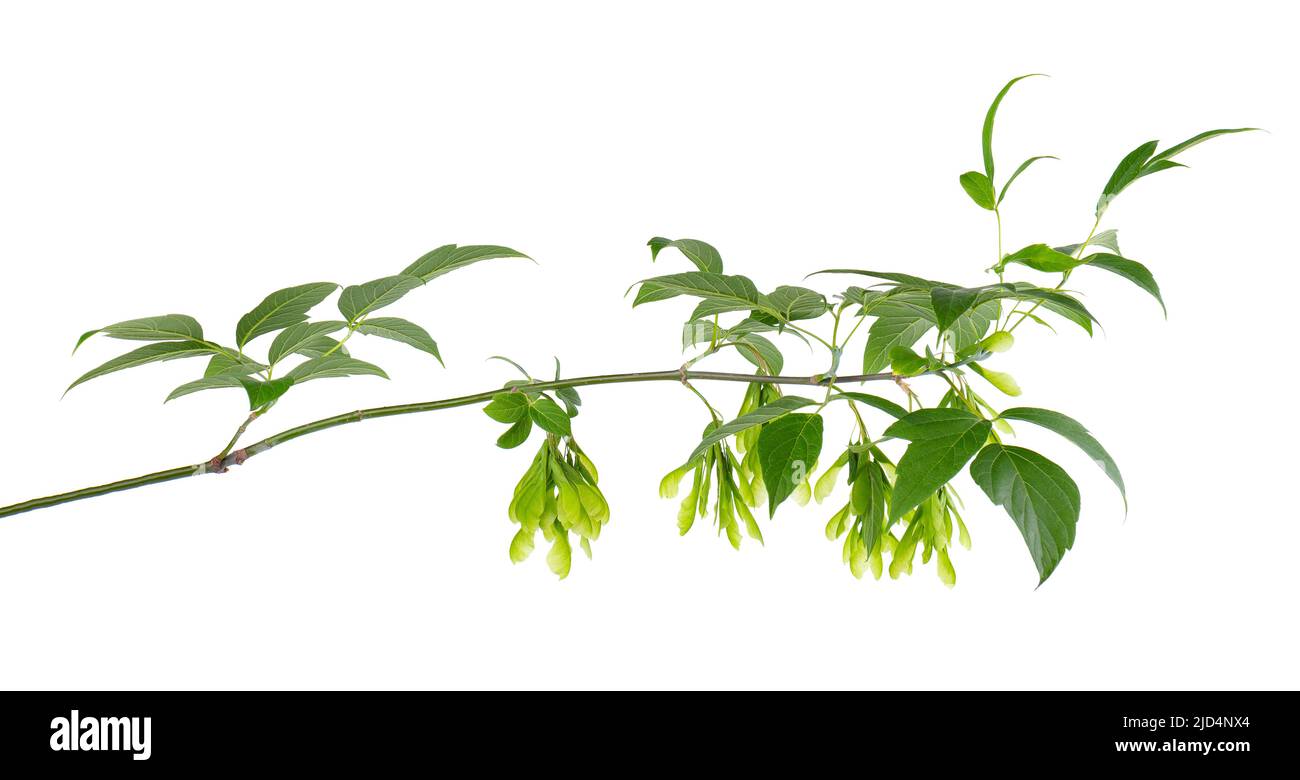 Ashleaf maple branch isolated on white background. Maple Acer negundo leaves and seeds Stock Photo