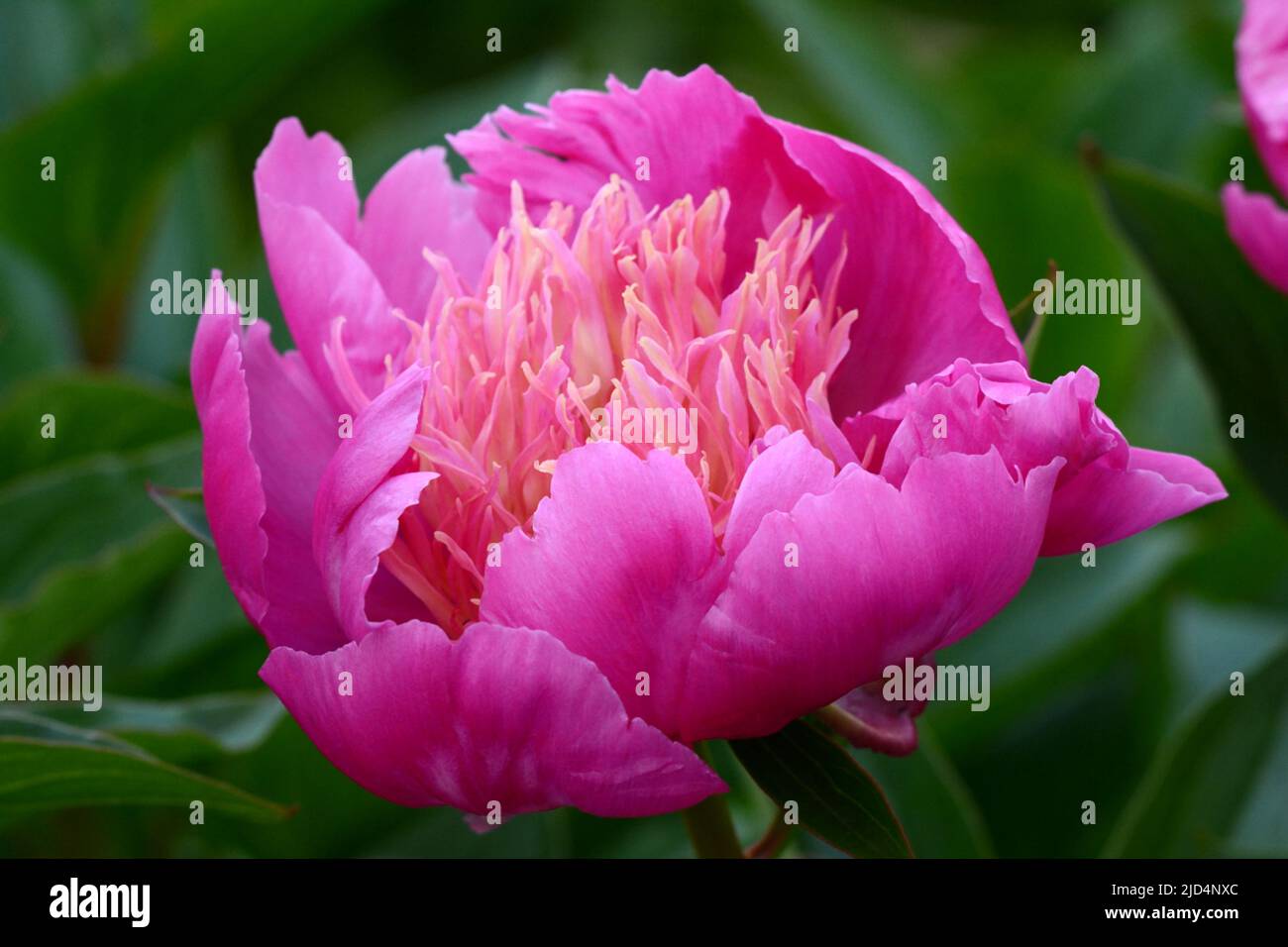 Paeonia lactiflora La Belle Helene Peony large showy bowl shaped pink bloom flower Stock Photo