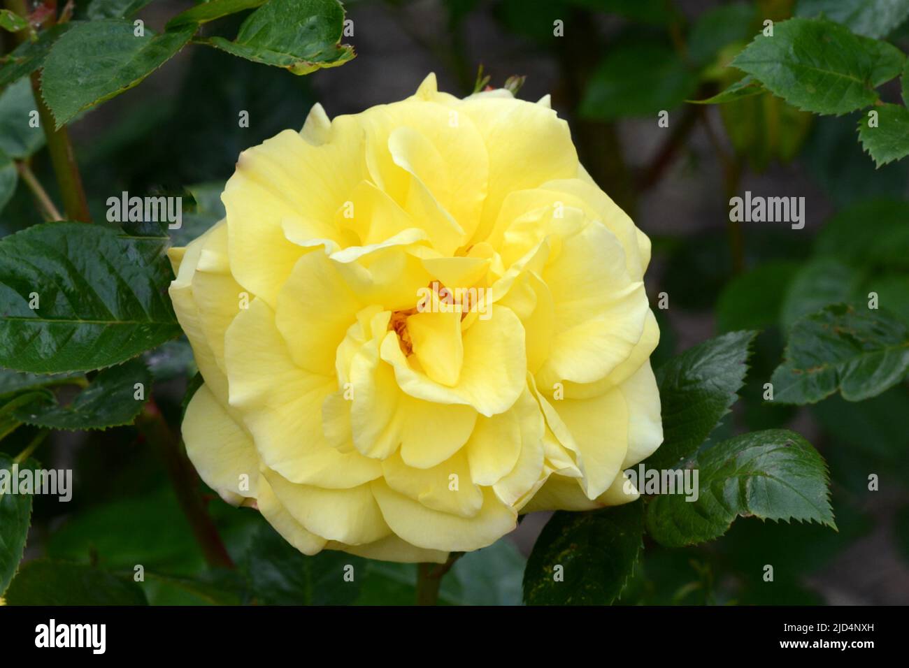 Rosa Lichtkonigin Lucia Korlillub yellow semi double scented rose Stock Photo