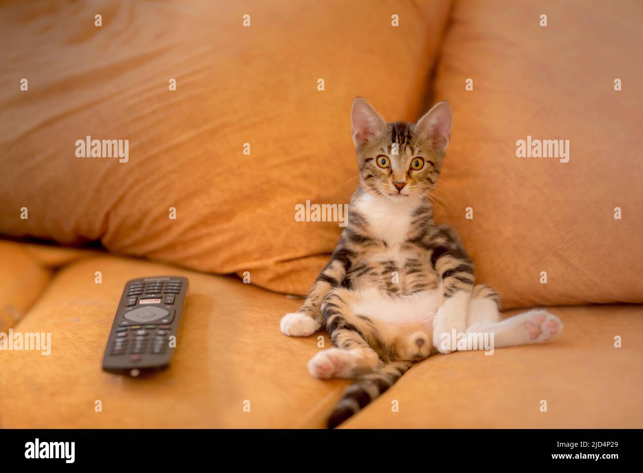 Funny kitten sitting up like human next to a remote controller, looking as if watching tv Stock Photo