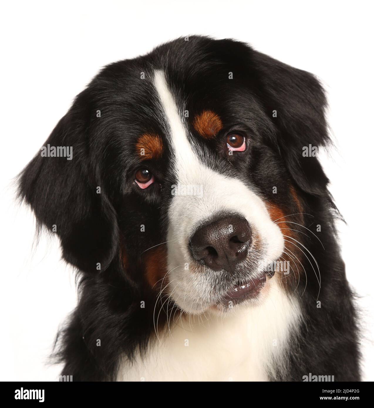 Bernese mountain dog portrait isolated on a white background Stock ...