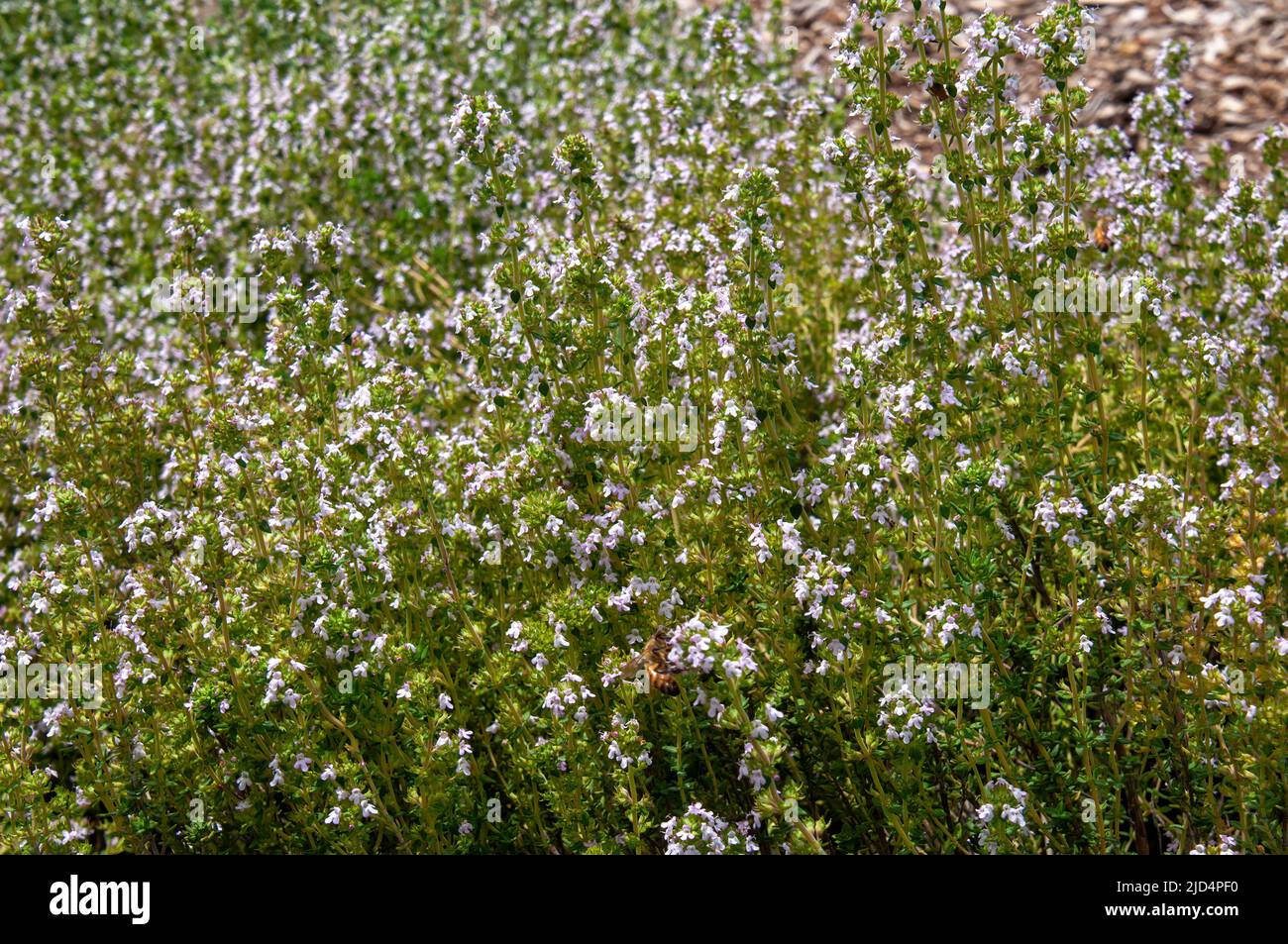 Sydney Australia, flowering thymus vulgaris or common thyme in garden