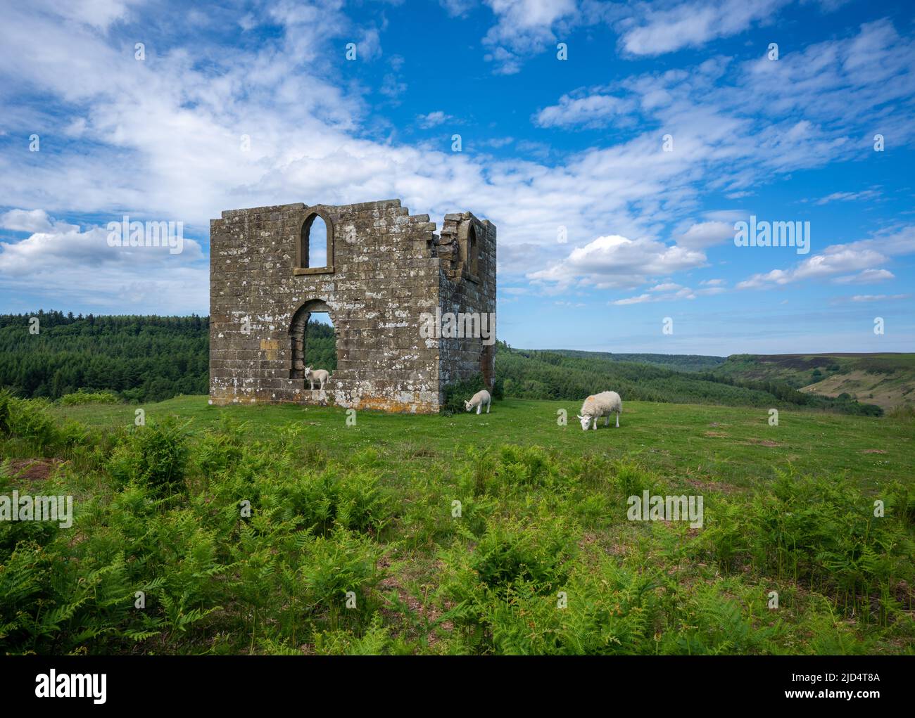 Sheep find a new home at Skelton Tower on the North York Moors National Park in England Stock Photo