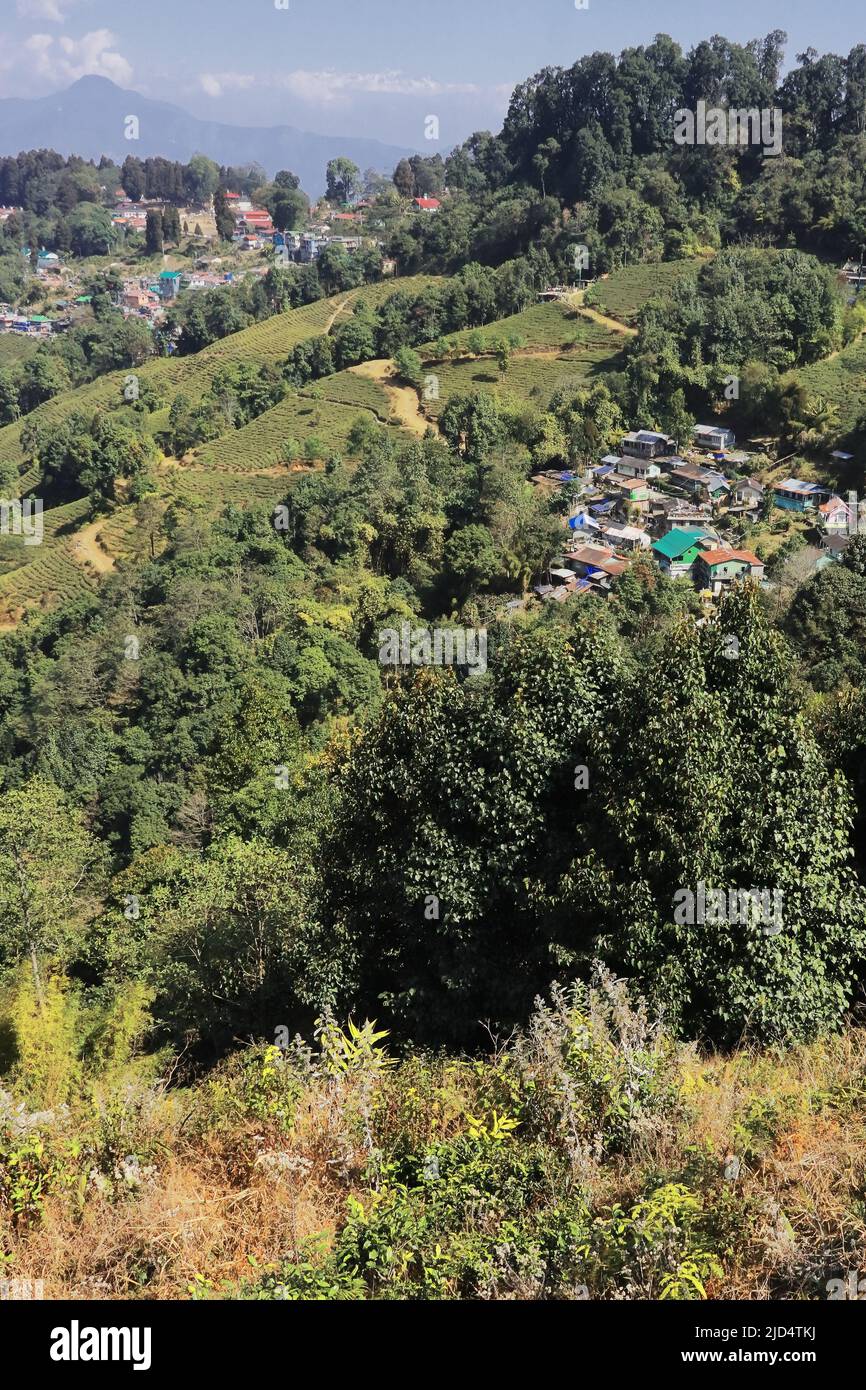 scenic landscape of singamari tea garden and mountain village, offbeat place of darjeeling on himalayan foothills, darjeeling in west bengal in india Stock Photo