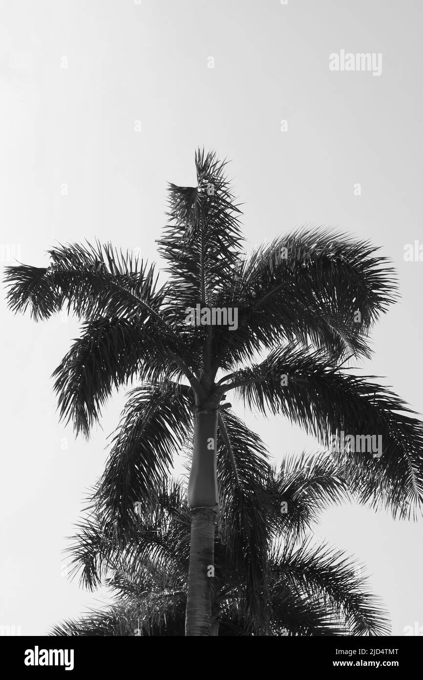 Beautiful tropical palm trees growing in the meadow in black and white