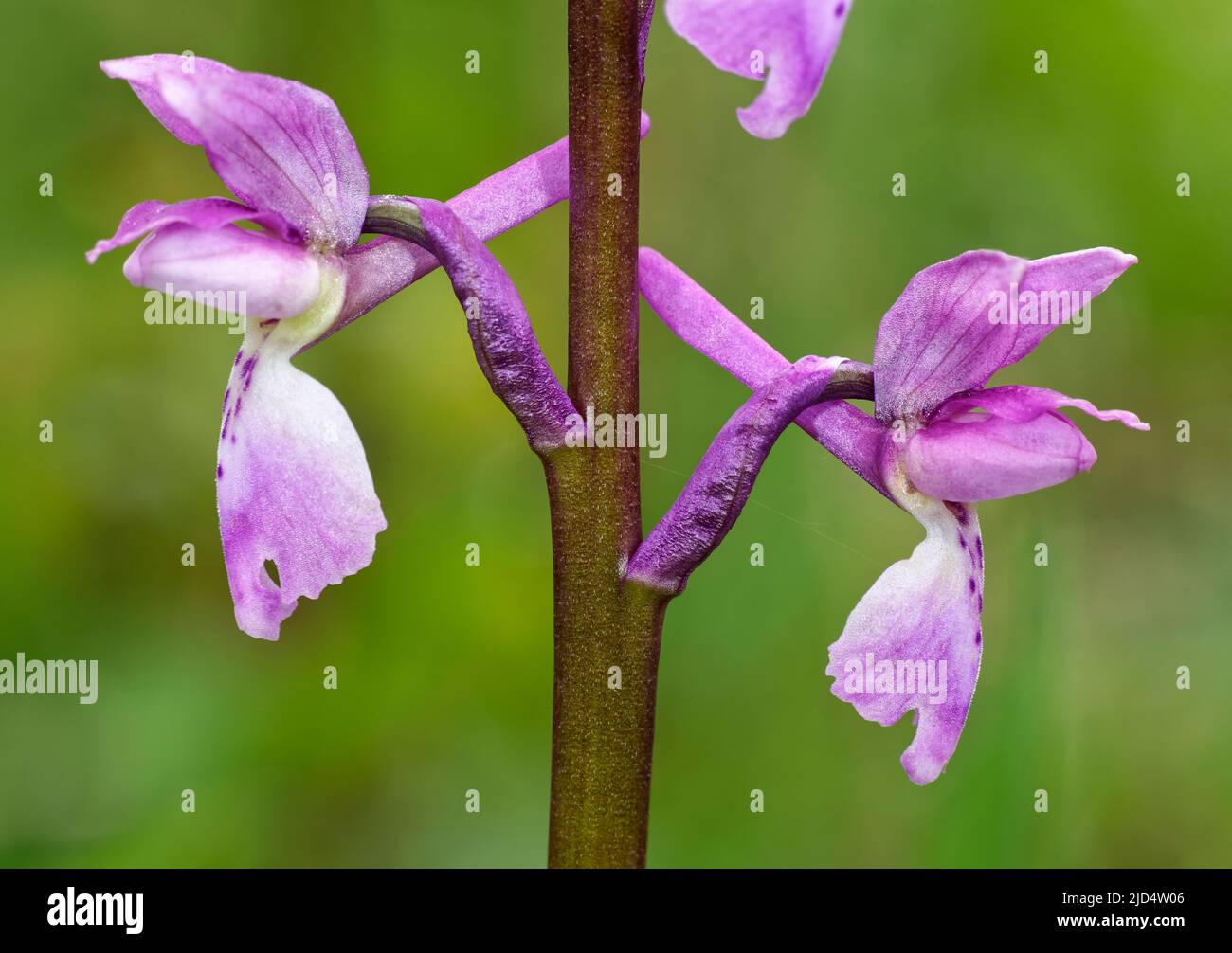 Early Purple Orchid - Orchis mascula, closeup of flowers Stock Photo