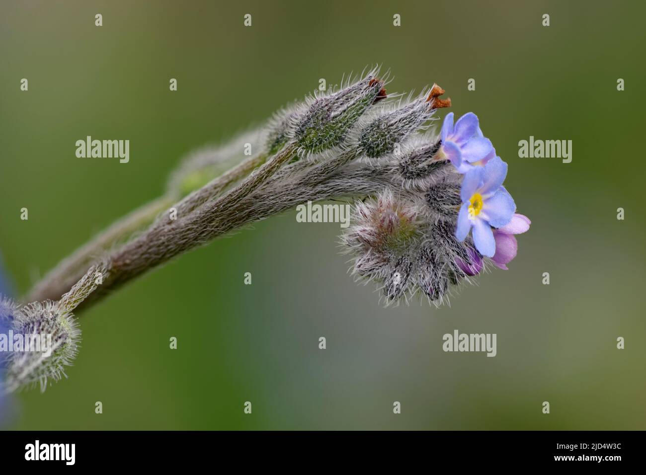 Field Forget-me-not - Myosotis arvensis, closeup of flowers Stock Photo