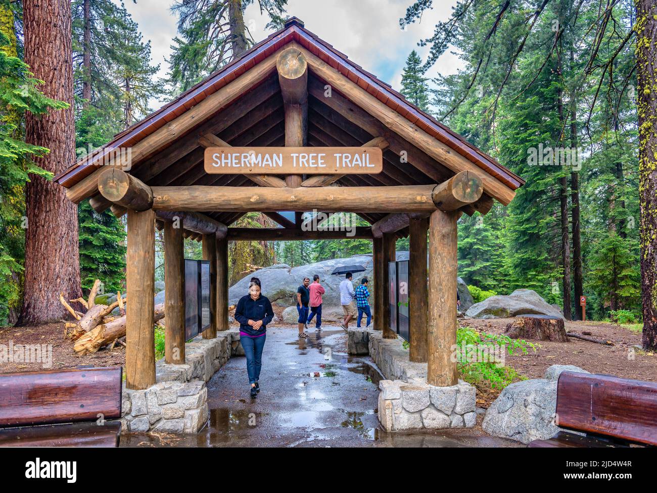 San Francisco, CA, USA - July 16 2015: The General Sherman Tree trail on a rainy day in the summer. Stock Photo