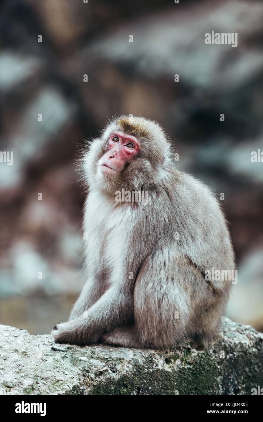 Wild adult Japanese Macaque snow monkey with red face and brown fur, blurry background Stock Photo