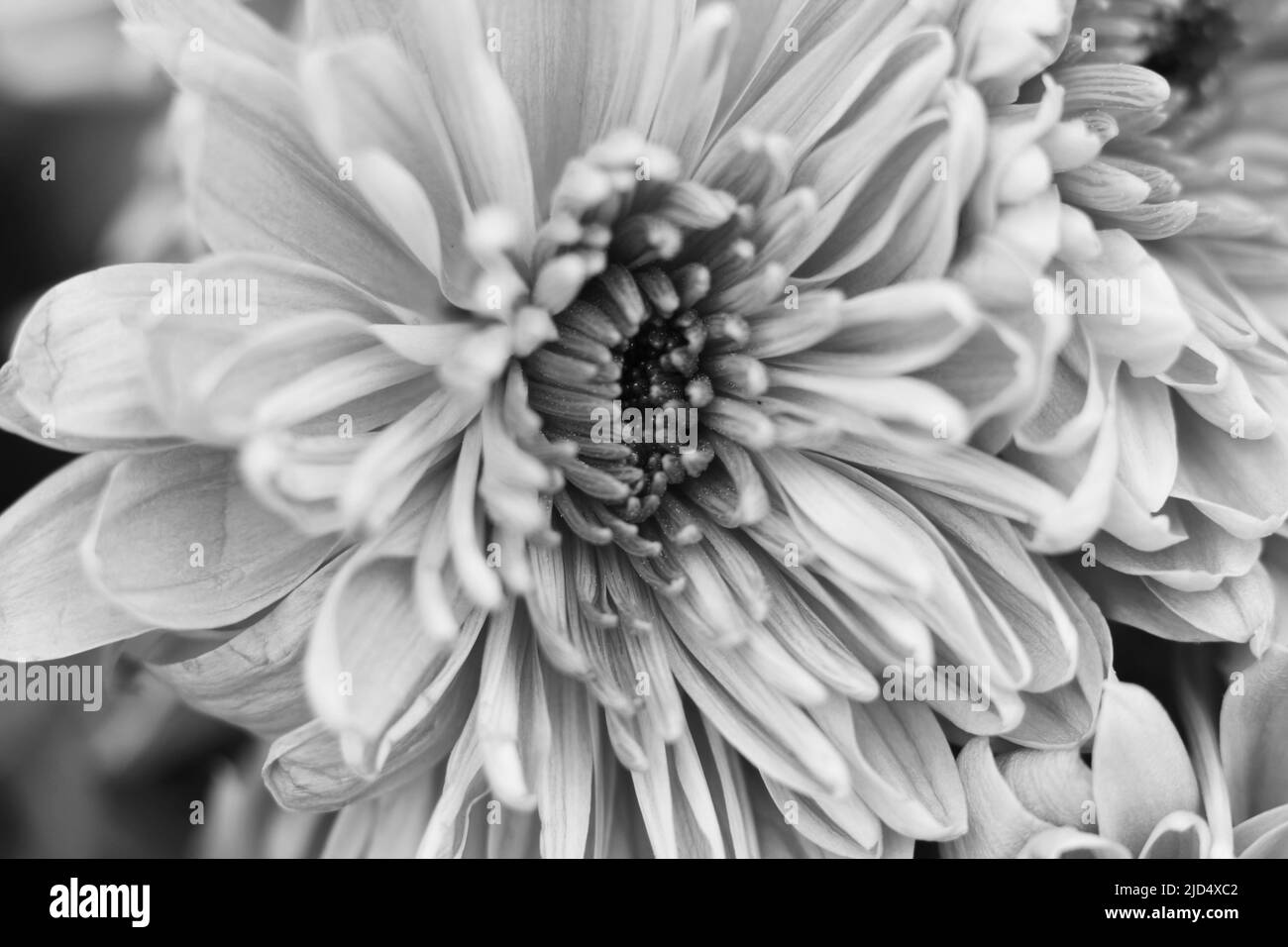 Full bloom plants Black and White Stock Photos & Images - Alamy