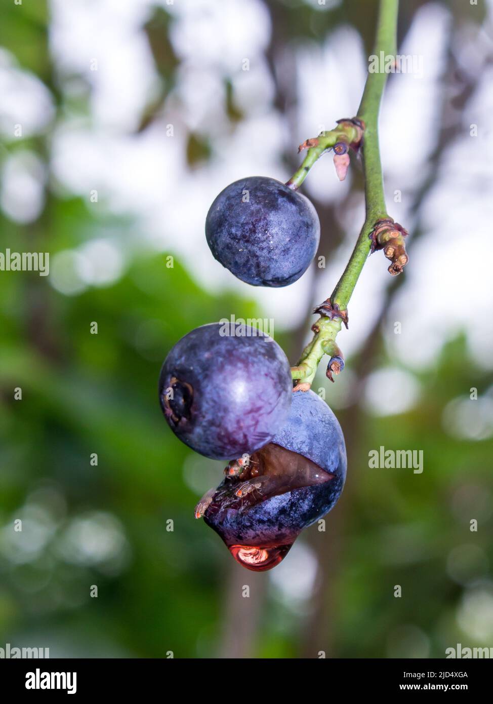 Small fruit flies in a blue blueberry which had burst open while still on the plant Stock Photo