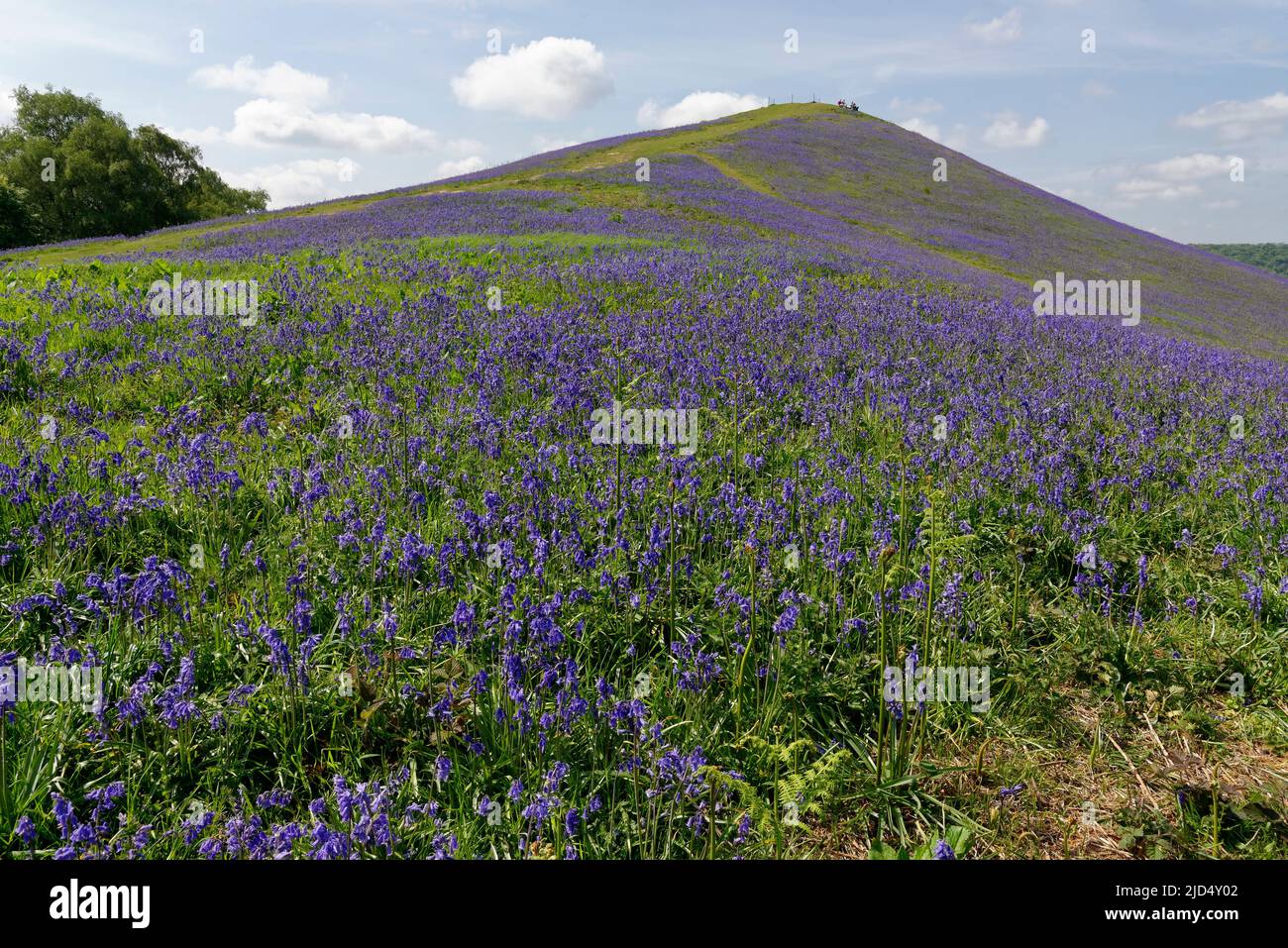 Bluebells - Hyacinthoides non-scriptus, on Cam Peak, Dursley, Gloucestershire, UK Stock Photo