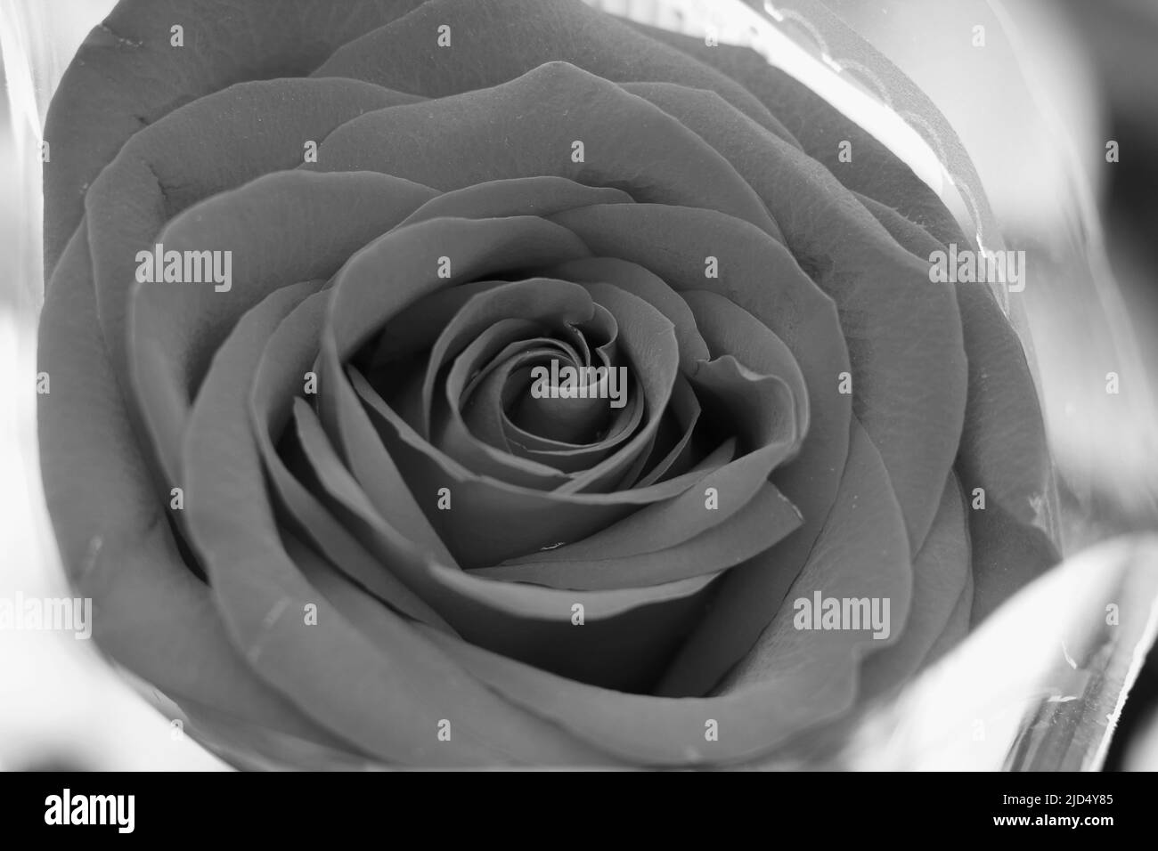 Beautiful flowers in full bloom in black and white Stock Photo