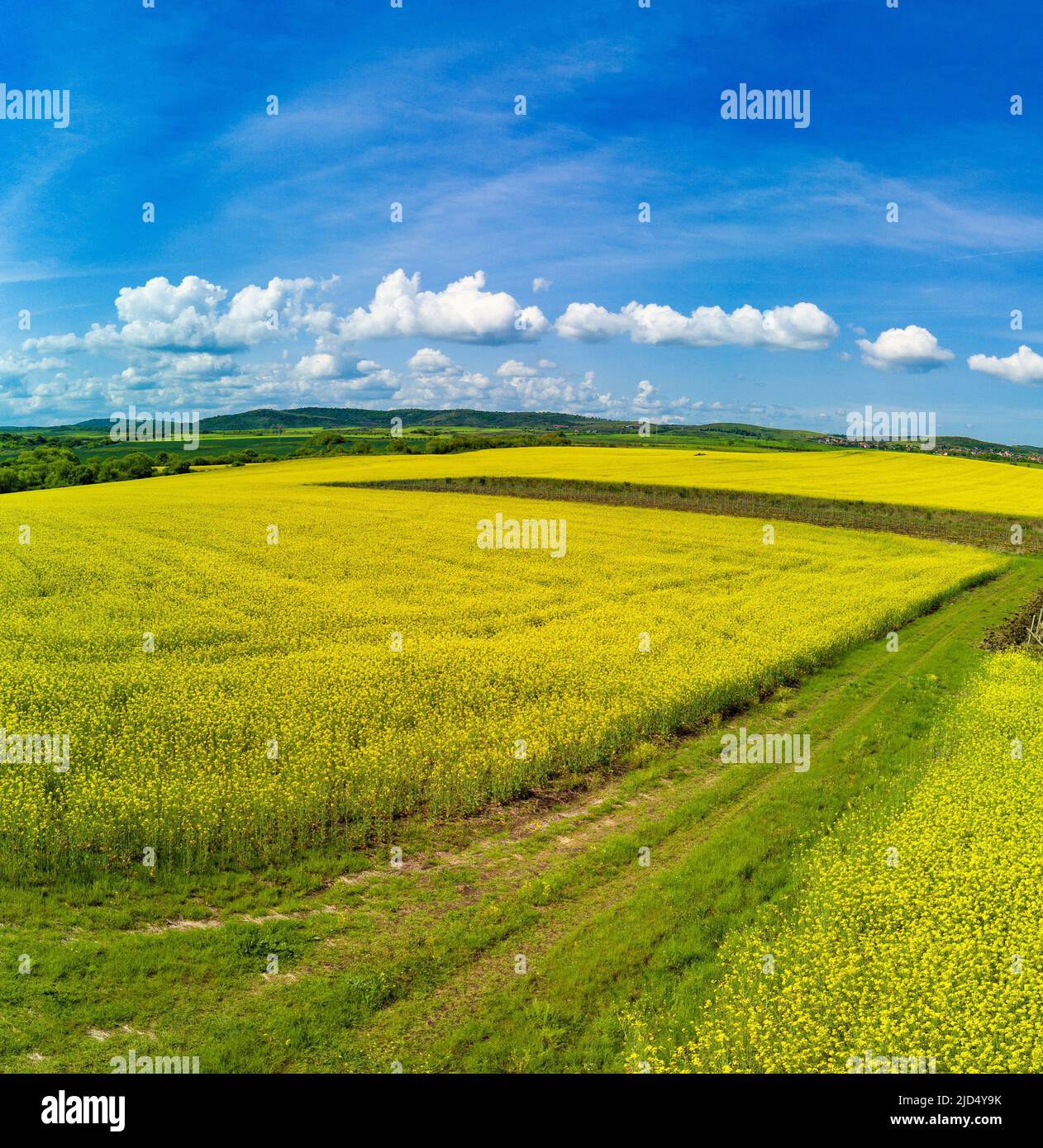 Panorama of bright flowering fields with yellow spring plant in ...