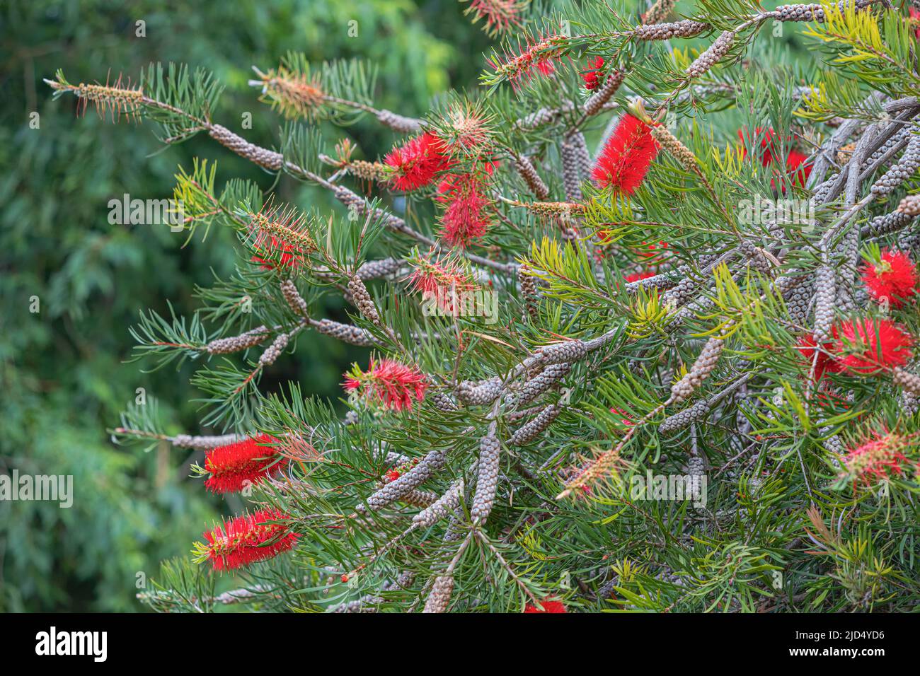 callistemon or bottle brush tree blooming in tropical park. Native to