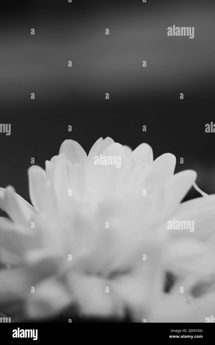 Charming white flowers bloom Black and White Stock Photos & Images - Alamy
