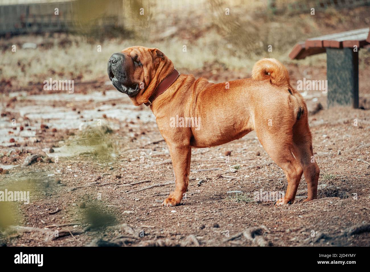 Shar Pei dog breed walking in park. Unusual and funny adorable pet from China. Adorable muzzle with numerous wrinkles and saliva secretions Stock Photo
